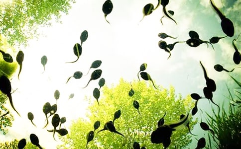 捉蝌蚪作文【合集15篇】