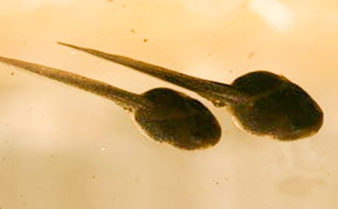 ץ�������(�ϼ�3ƪ)