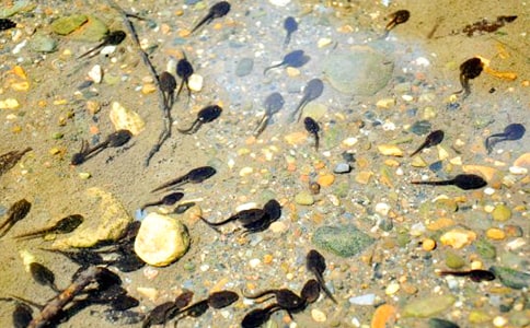 �ɐ۵�С������ļ��ϣ�14ƪ��