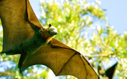 蝙蝠的自述作文