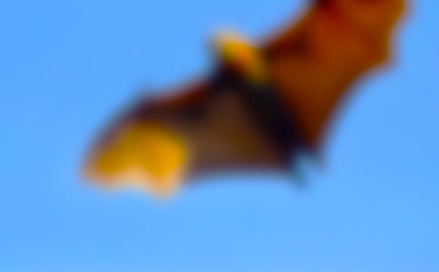 《蝙蝠和雷達(dá)》課文