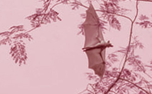 蝙蝠大戰(zhàn)作文3篇(合集)