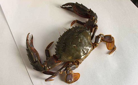 ���з���ģ��ᣩ