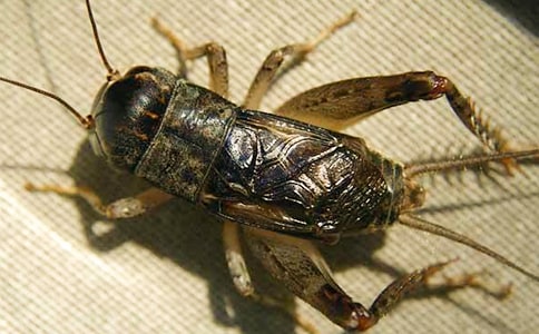 �����סլ����˼��ͨ��18ƪ��