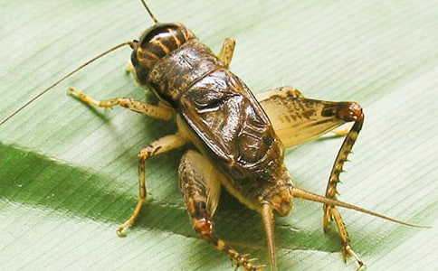 ��ҹ���Q��ͣ���@�؉�(m��ng)��������������(l��i)��(d��)���@���������Ĵ����V