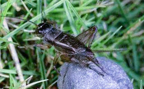 �����.סլ���n�ģ���(y��u)�㣩