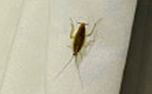 蟑螂歷險(xiǎn)記作文