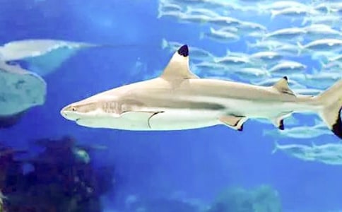 關于鯊魚作文必備(6篇)