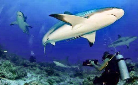 Jump the shark ���^(gu��)�����~(y��)-ʧȥ������