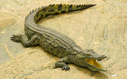 ���{�~�Ե����ձ�ʿ��