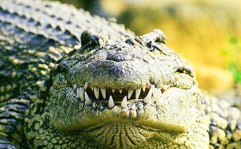 �ЋD��Ҋ�{�~