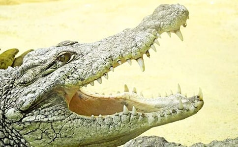 ��Ҋ���{�~ҧ����˼