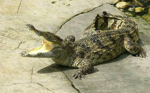 С�{�~�Ĵ���͵Ĺ���