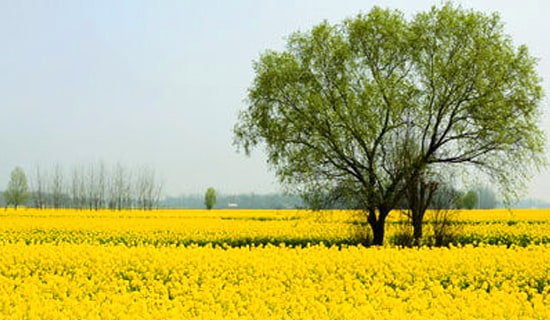 ���κ��츩���g�p��